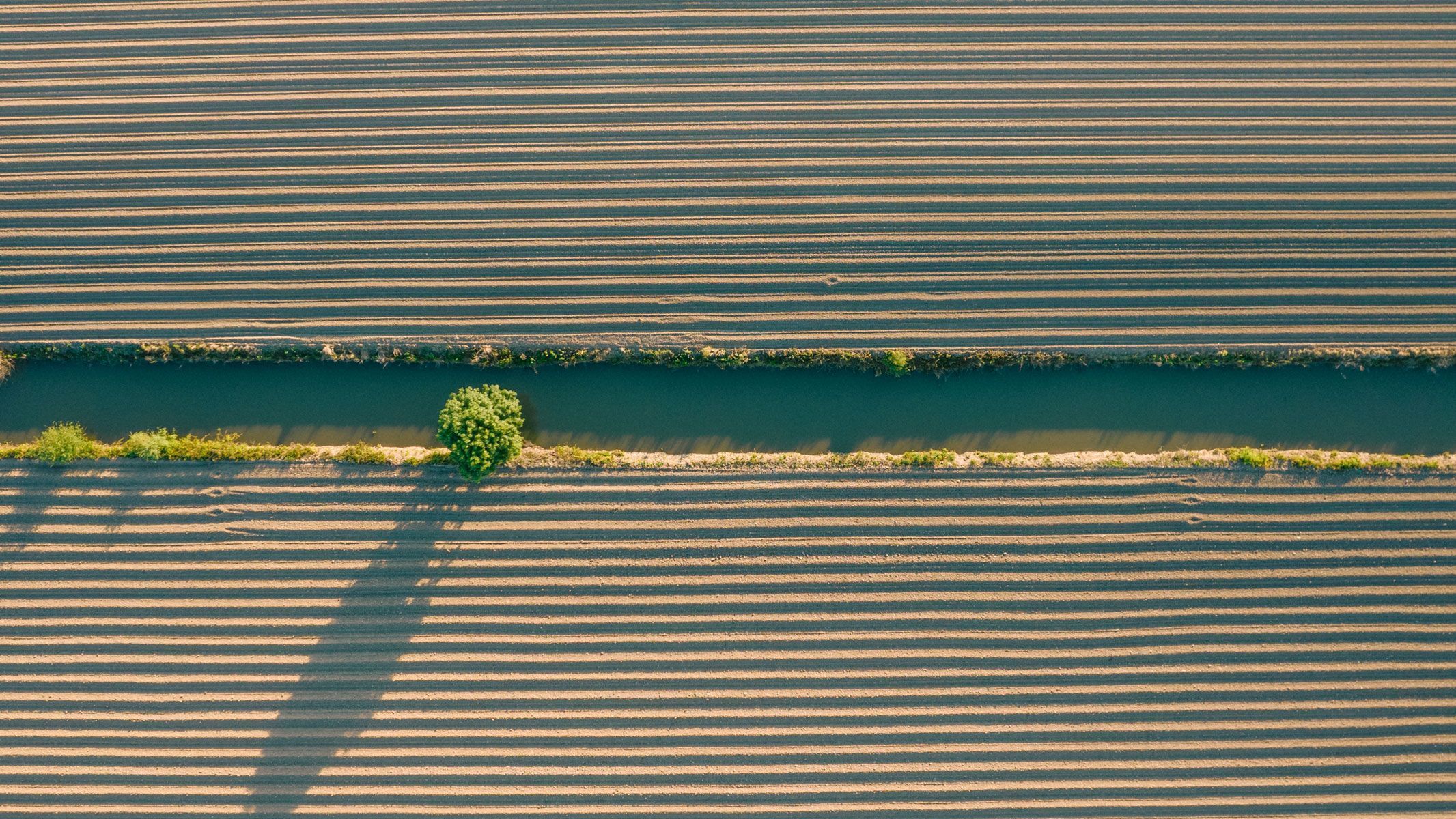 Land with one tree 