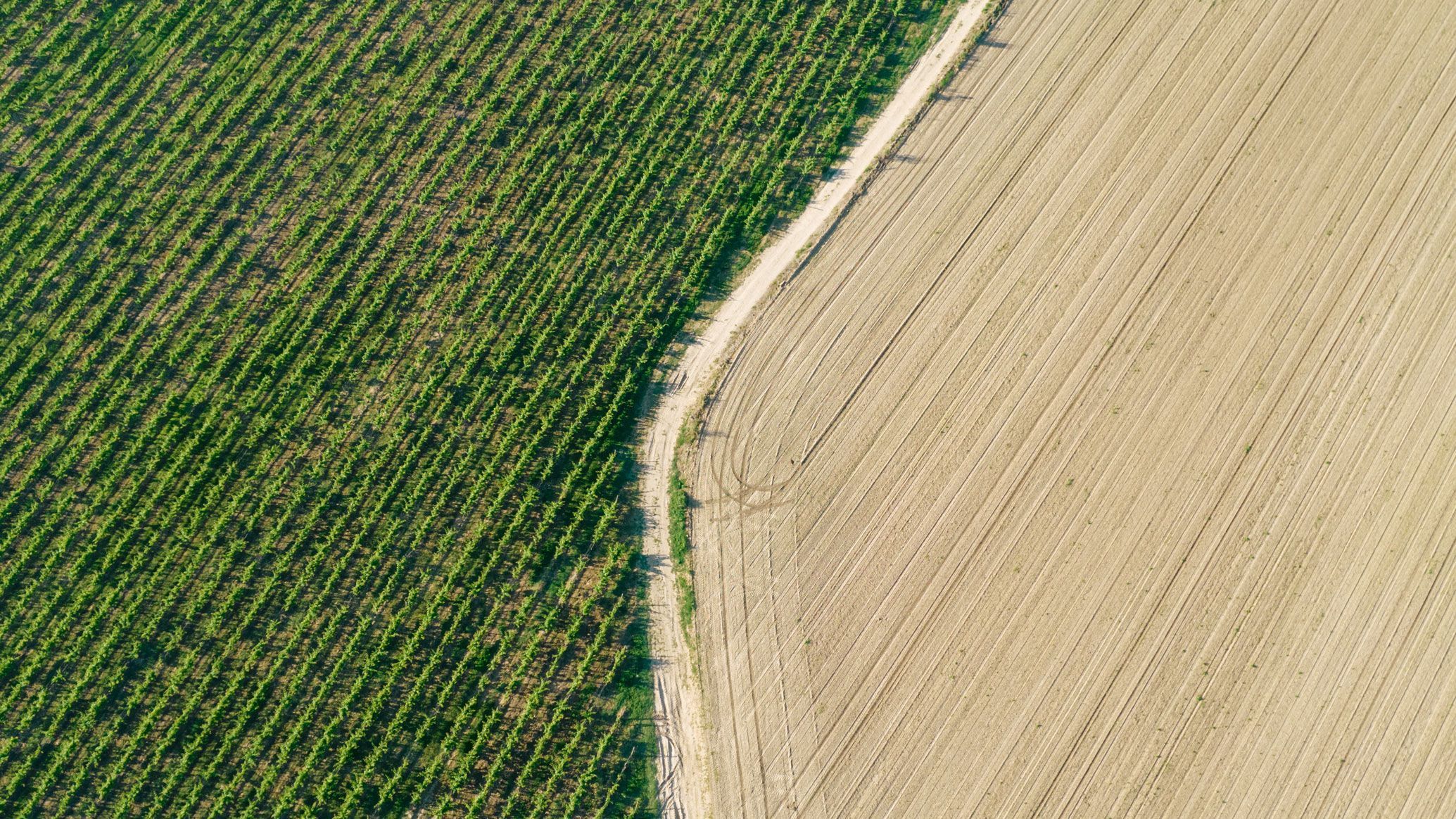 Land with half trees 