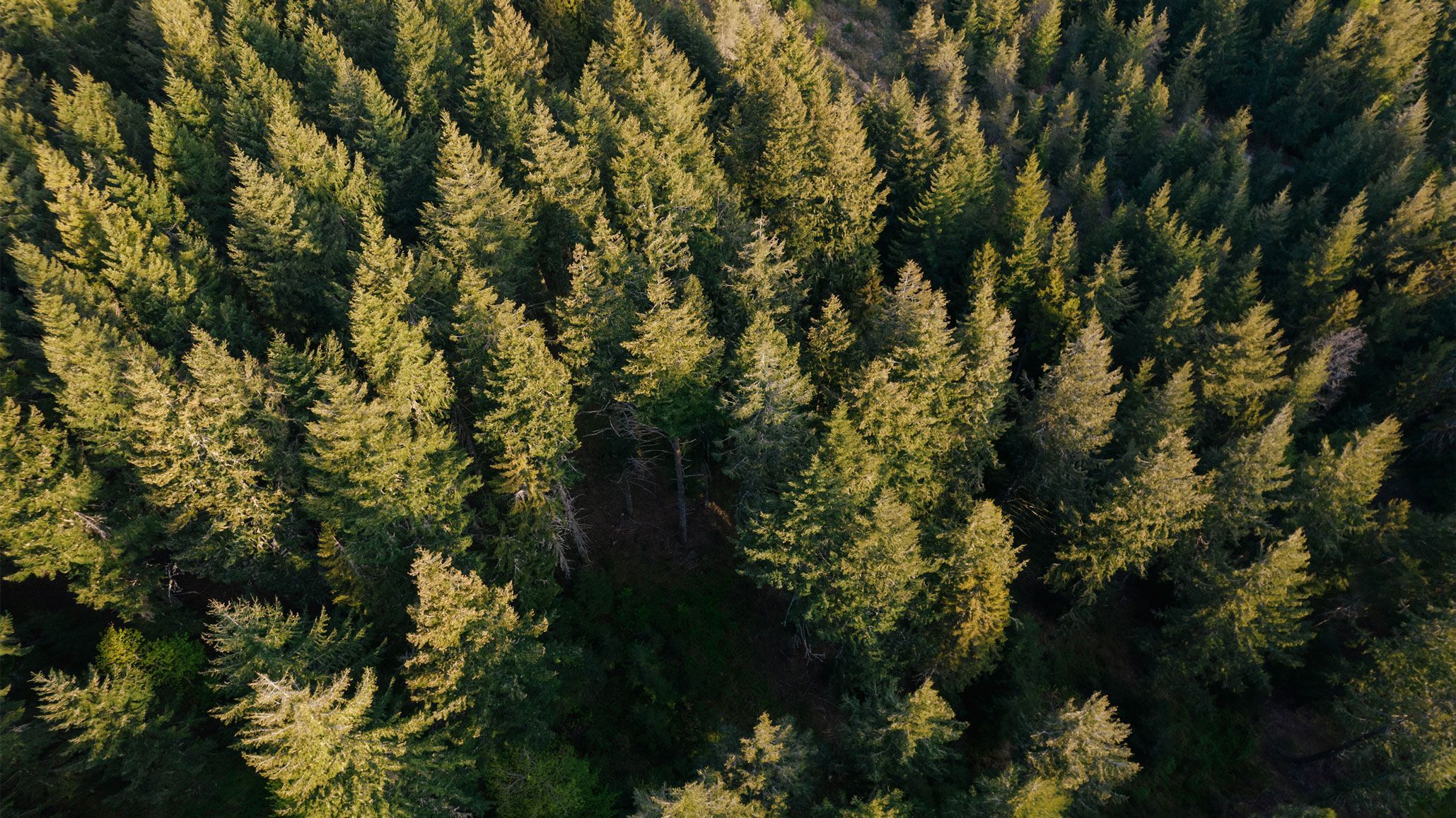Pine trees