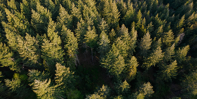 Vista aérea de pinhal